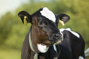 Oils and fats for dairy and beef