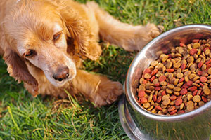 Oils and fats for dogs and cats